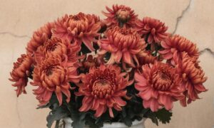 chryzantemy-w-domu-przesady-i-znaczenie-kolorow-kwiatow-chry